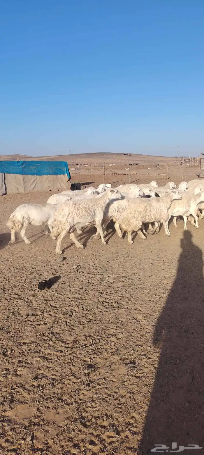 غنم حريه حرش طيبه صنف 28 راس بالفحل دفيع و ضراب 9