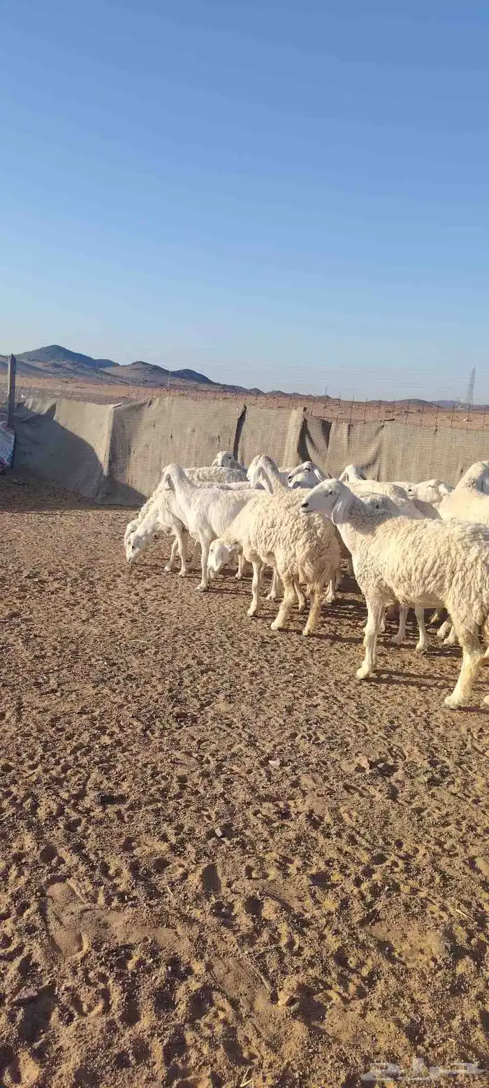 غنم حريه حرش طيبه صنف 28 راس بالفحل دفيع و ضراب 4