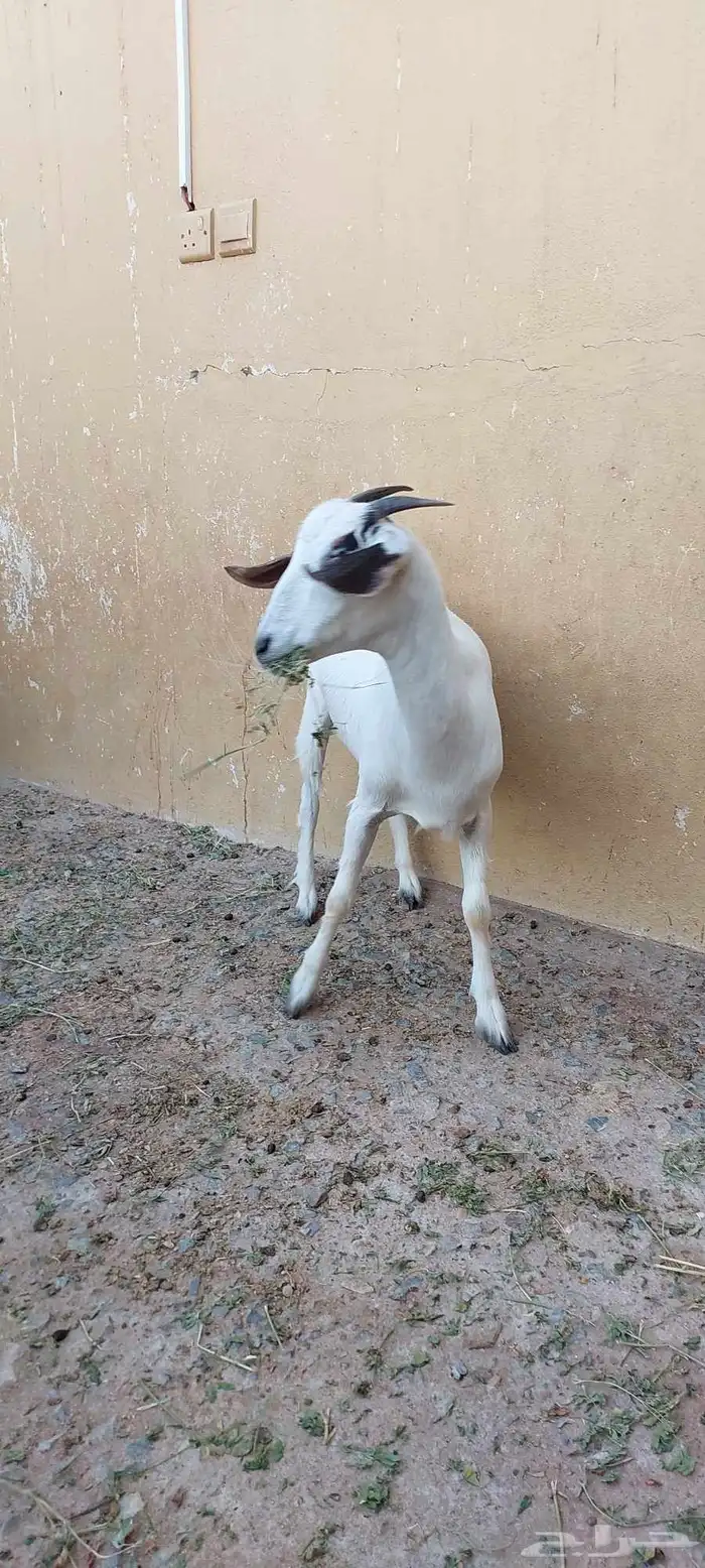 عنز بيشيه كحلا 2