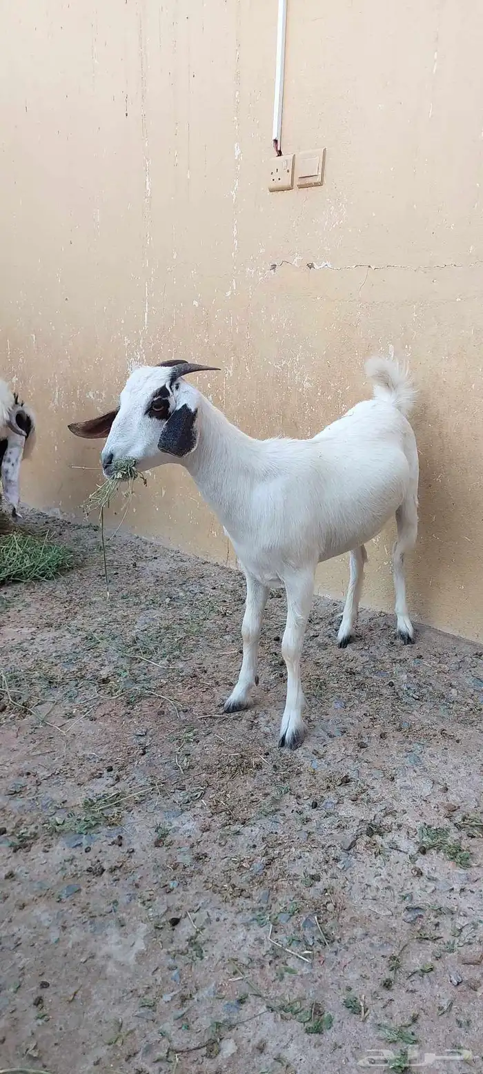 عنز بيشيه كحلا 1