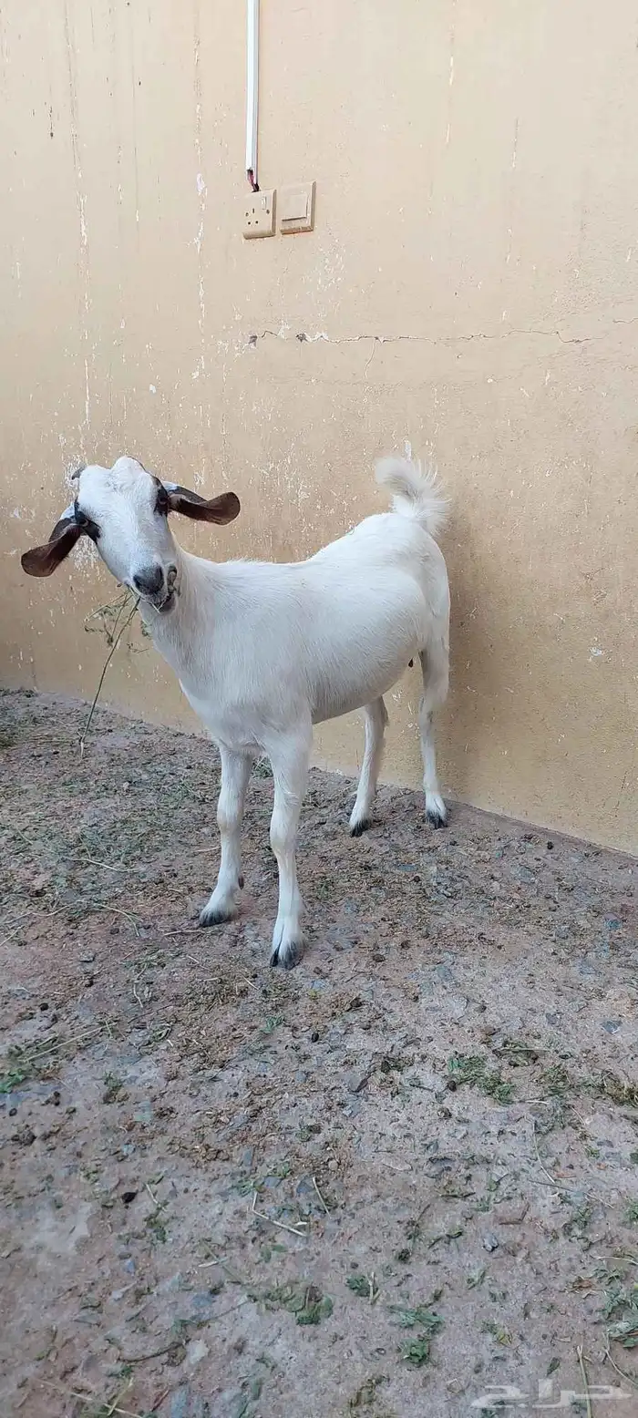 عنز بيشيه كحلا 0