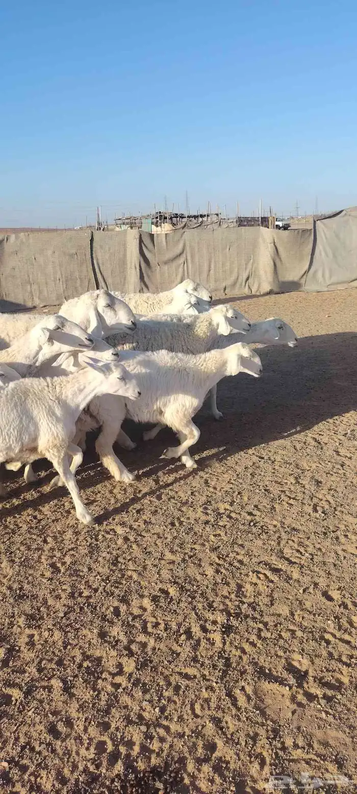غنم حريه حرش طيبه صنف 28 راس بالفحل دفيع و ضراب 12