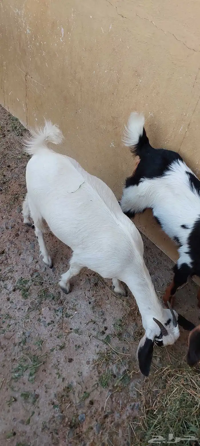 عنز بيشيه كحلا 6