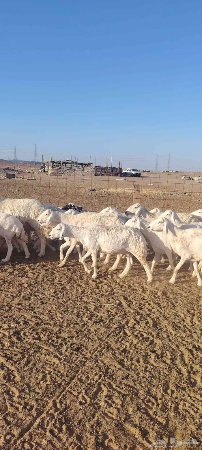 غنم حريه حرش طيبه صنف 28 راس بالفحل دفيع و ضراب 7
