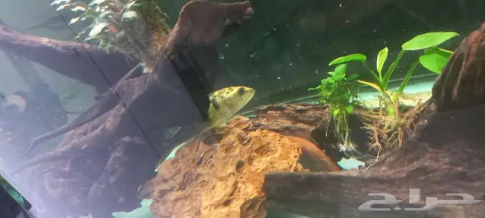 مجموعة من أسماك المونستر للبيع 6