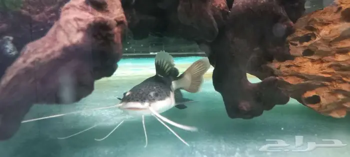 مجموعة من أسماك المونستر للبيع 2