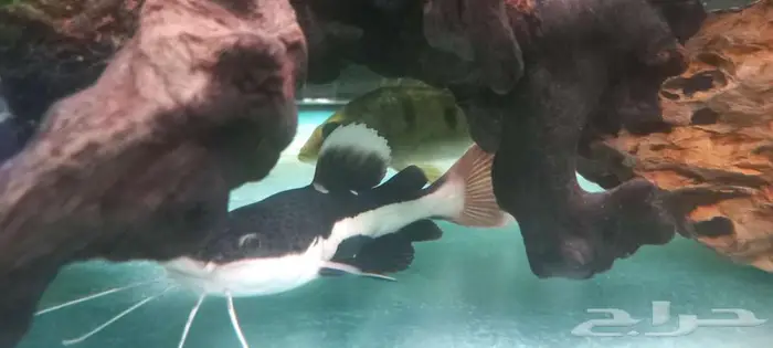 مجموعة من أسماك المونستر للبيع 4