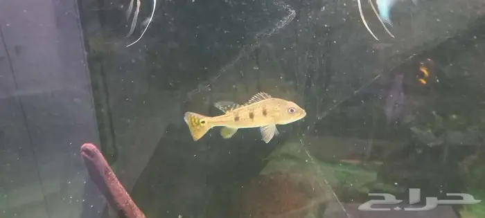 مجموعة من أسماك المونستر للبيع 8