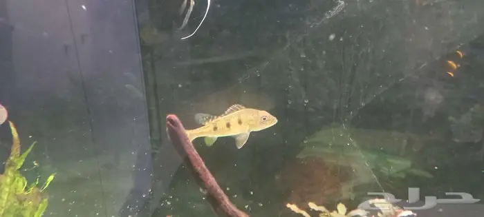 مجموعة من أسماك المونستر للبيع 9