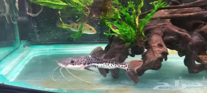 مجموعة من أسماك المونستر للبيع 0