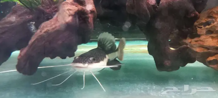 مجموعة من أسماك المونستر للبيع 11