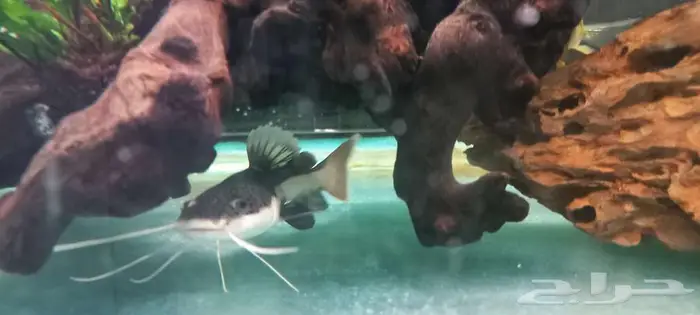 مجموعة من أسماك المونستر للبيع 3