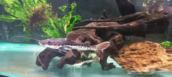 مجموعة من أسماك المونستر للبيع 5