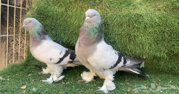 اجواز اتراك 3