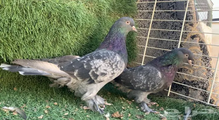 اجواز اتراك 4