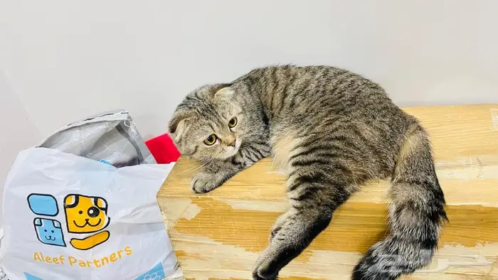 سكوتش للتبني 3