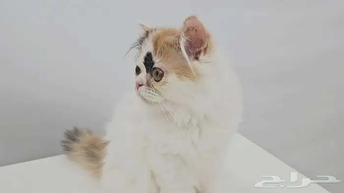 قطط كيتن هاف بيكي للبيع في جده 7