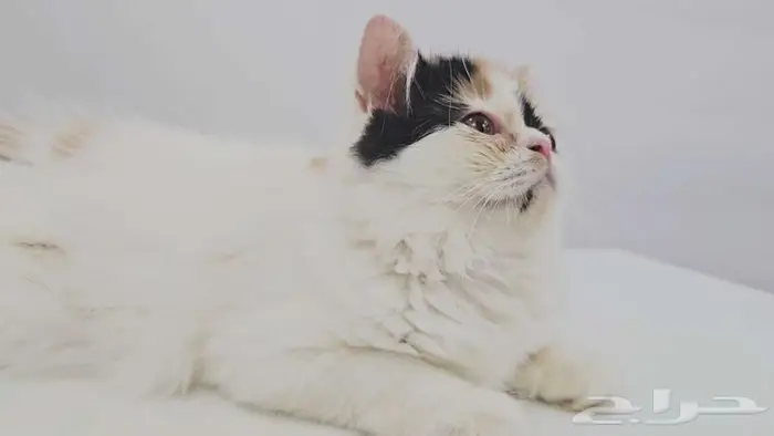 قطط كيتن هاف بيكي للبيع في جده 4