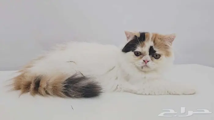 قطط كيتن هاف بيكي للبيع في جده 3