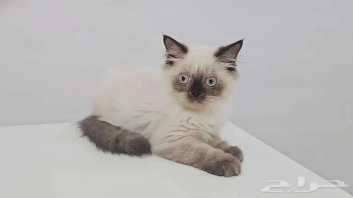 قطط كيتن هاف بيكي للبيع في جده 2