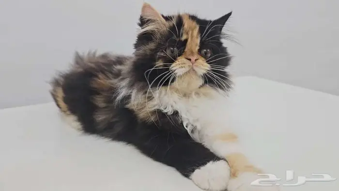 قطط كيتن هاف بيكي للبيع في جده 1