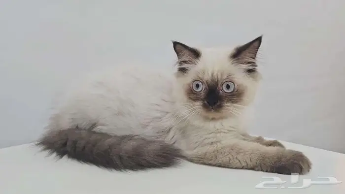 قطط كيتن هاف بيكي للبيع في جده 6