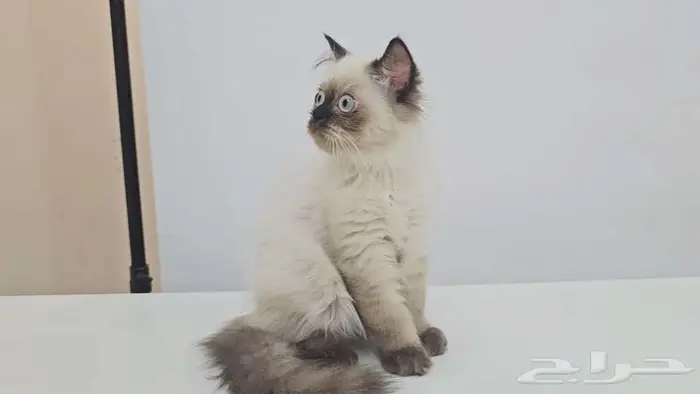 قطط كيتن هاف بيكي للبيع في جده 5