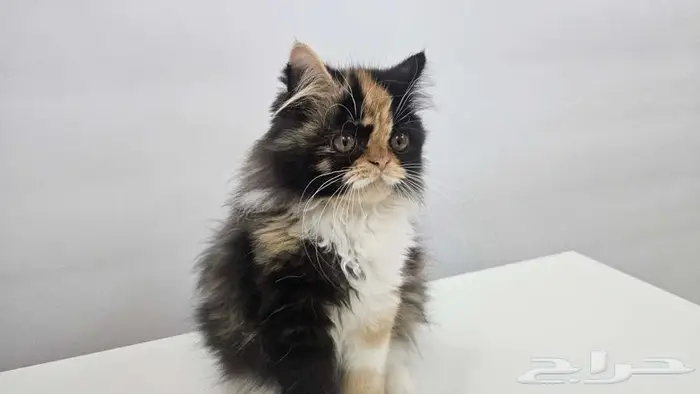 قطط كيتن هاف بيكي للبيع في جده 8