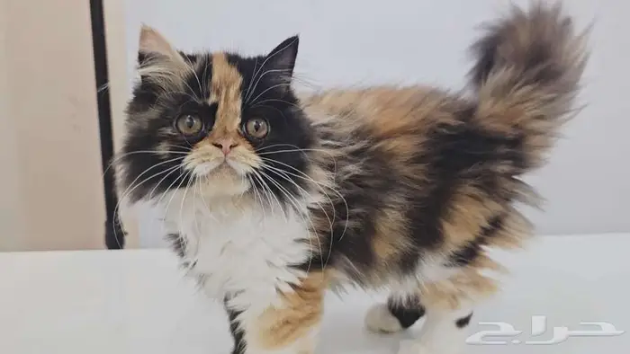 قطط كيتن هاف بيكي للبيع في جده 0