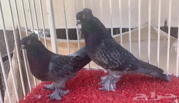 اجواز اتراك 2