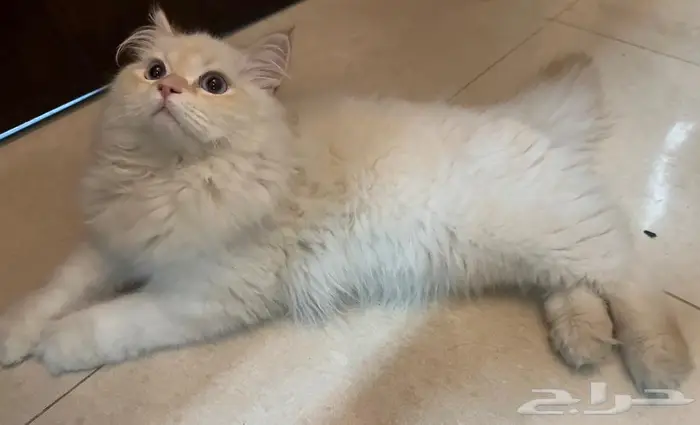 هملايا ذكر بصحه ممتازه 1