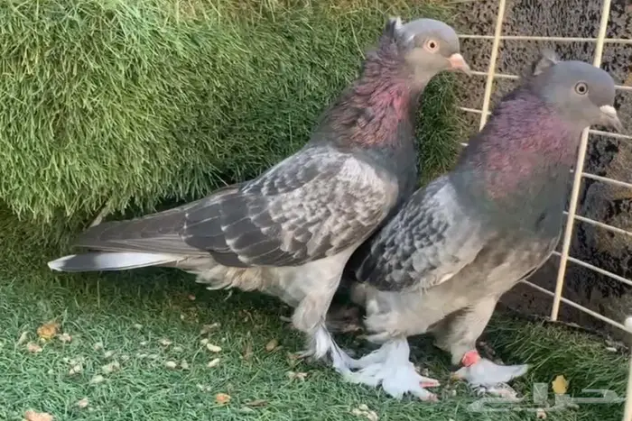 اجواز اتراك 0