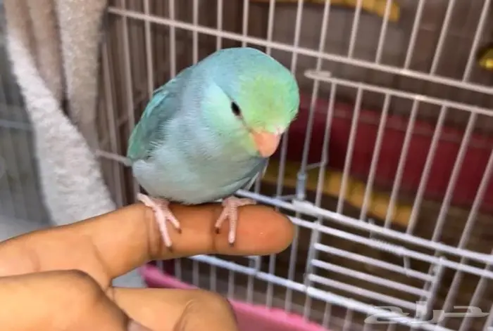 يوجد بغبغاء ميني روز بارتوليت 0