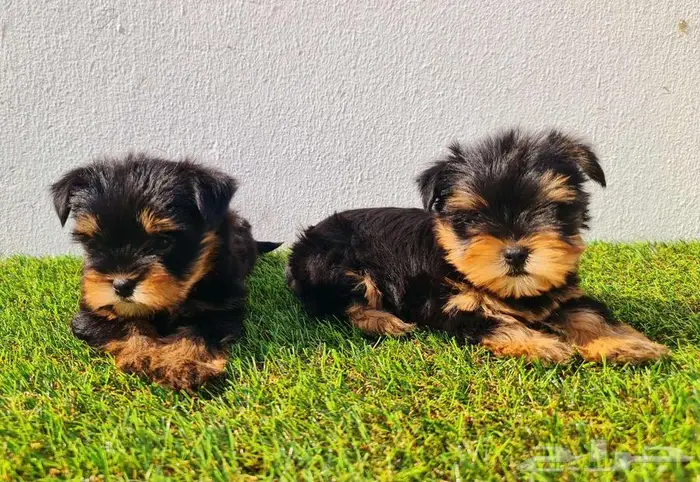 بومرينيم وميني توي بودل ويوركي وجيرمن 9