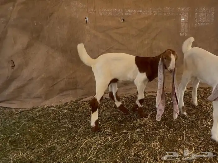 جفرتين وتيس دواغير فواخر 11