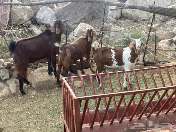 تيوس دهم للبيع 0