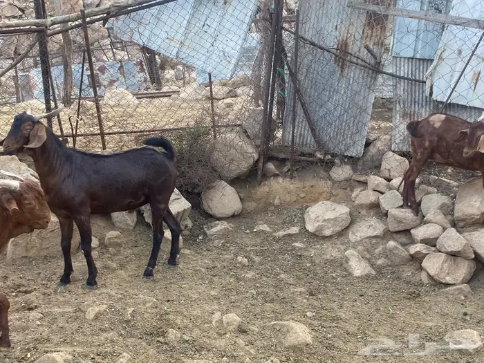 تيوس دهم للبيع 3