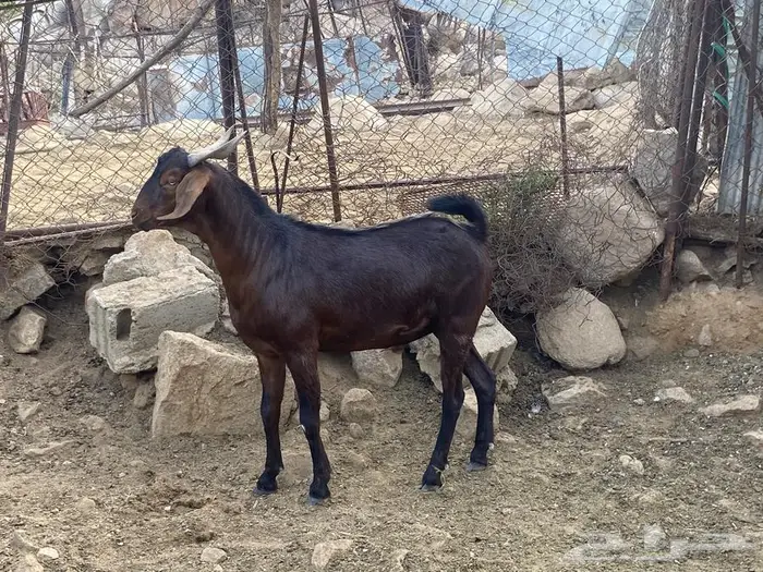 تيوس دهم للبيع 1