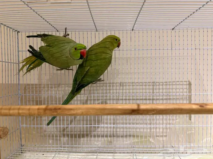 زوج دره للبيع 2