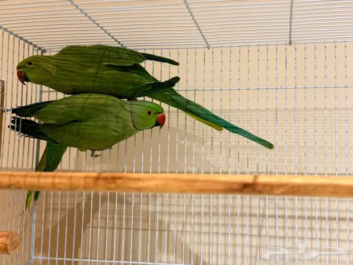 زوج دره للبيع 0