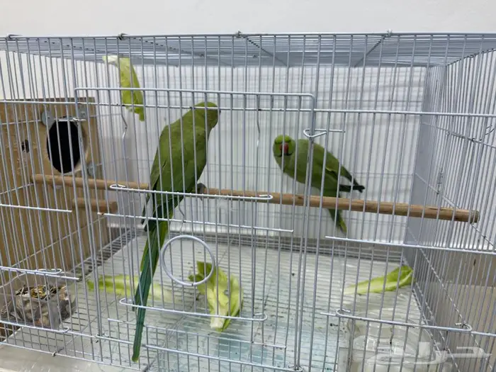 زوج دره للبيع 3