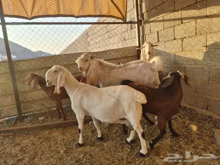 معزا مطورات فاخرره جدا وجروم كفو بالحيل 3