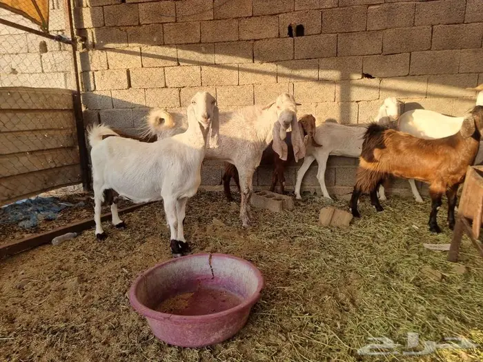 معزا مطورات فاخرره جدا وجروم كفو بالحيل 5