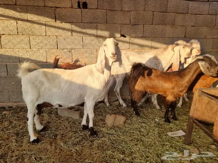 معزا مطورات فاخرره جدا وجروم كفو بالحيل 8