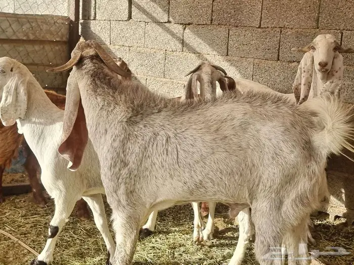 معزا مطورات فاخرره جدا وجروم كفو بالحيل 10