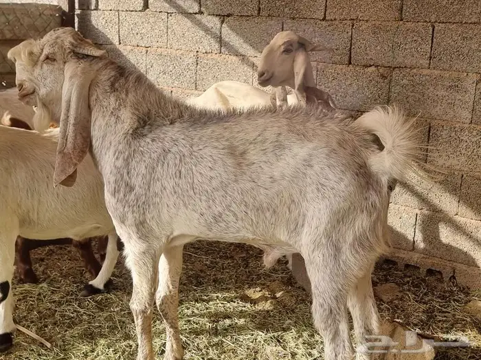 معزا مطورات فاخرره جدا وجروم كفو بالحيل 11