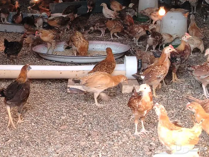 يتوفر صوص بعمر شهر 0