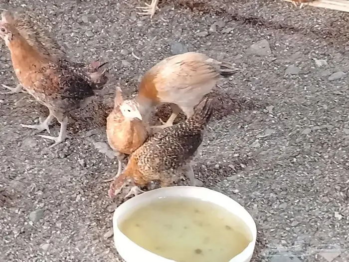 يتوفر صوص بعمر شهر 2