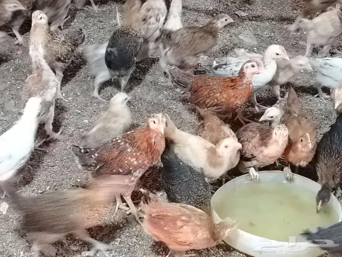 يتوفر صوص بعمر شهر 10