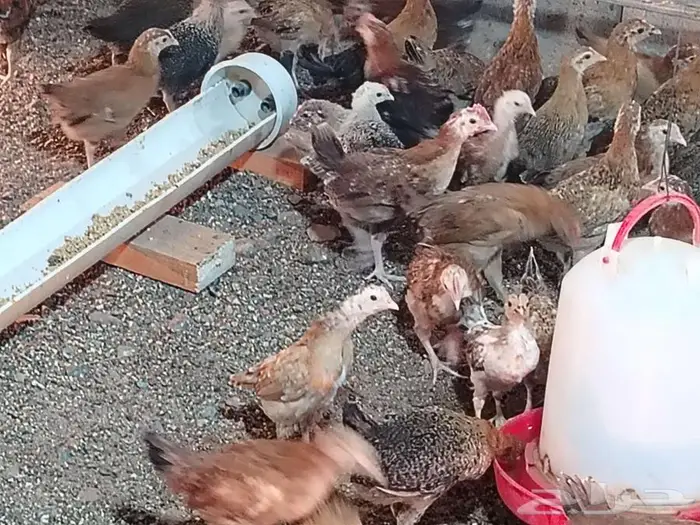 يتوفر صوص بعمر شهر 9